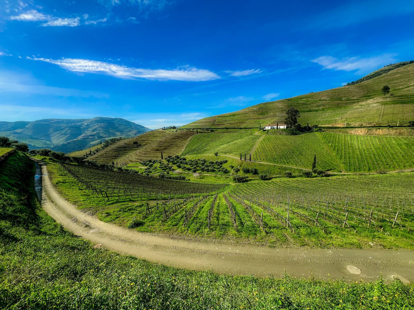 Vineyard terraces in the Douro Valley at Galafura, Portugal, under a clear sky